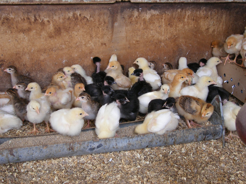 La Ferm'Hyeres, élevage de volailles en vente directe à la ferme à Hyères proche Toulon, Var (83)